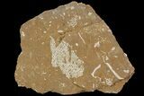 Ordovician Bryozoans (Chasmatopora) Plate - Estonia #89741-1
